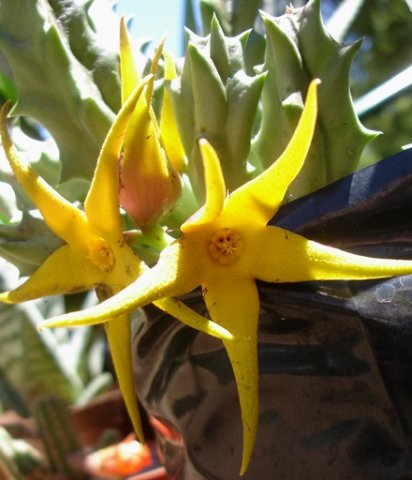 Orbea lutea subsp. lutea flowers